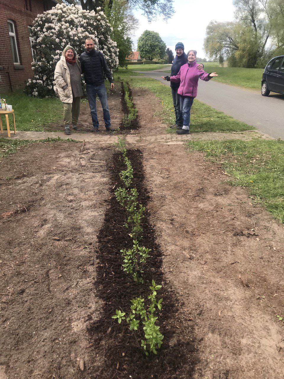 Hof Elbtalaue Rosien - die neue Hecke vor dem Haus ist gepflanzt