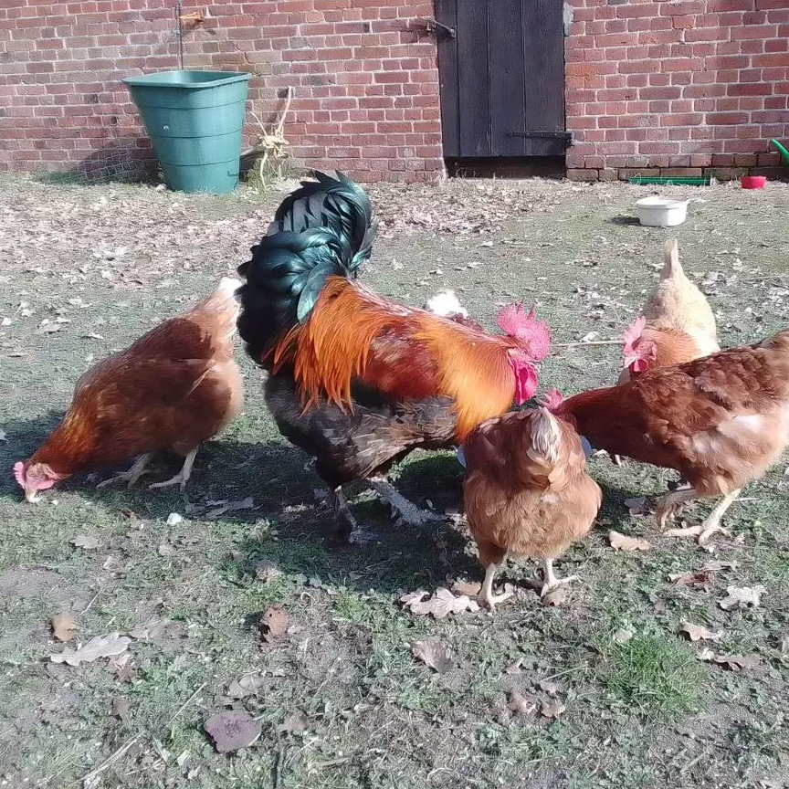 Unsere Hühner Hof Elbtalaue Rosien e.V.