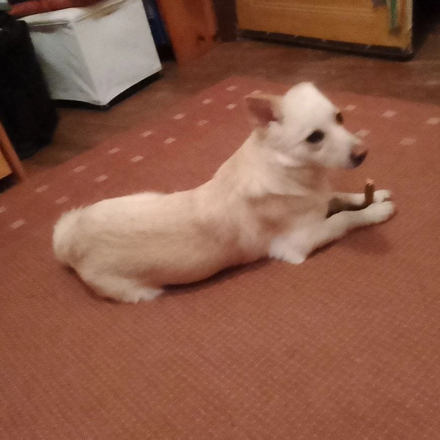 Mascha - Hof Elbtalaue Rosien e.V.