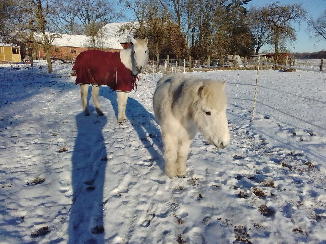 Hof Elbtalaue Rosien - unsere beiden Ponys 