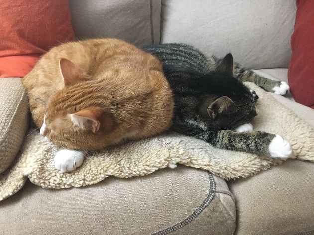 Unsere Katzen Sunny und Luna, Hof Elbtalaue Rosien e.V. Unsere Katzen Sunny und Luna, Hof Elbtalaue Rosien e.V.